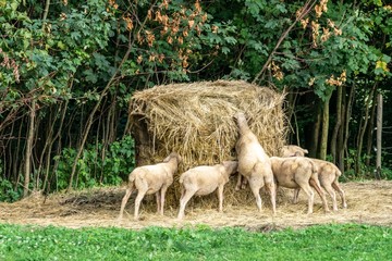 Obraz na płótnie Canvas Lambs eating grass on the farm. Czech Republic