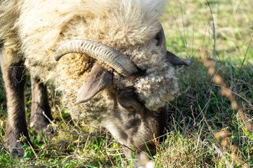 Naklejka na ściany i meble Mutton head with horns eating grass on the meadow. Slovakia