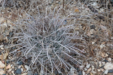 dry leaves on ground