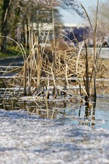 langer teich - frühling - schilf