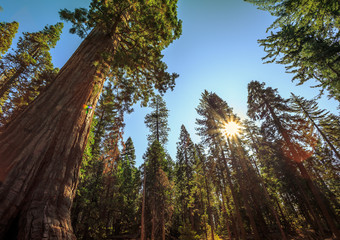 Forest of Sequoias, Yosemite National Park, California