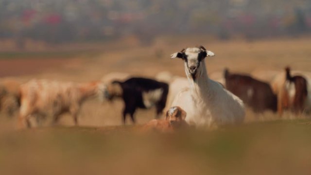sheep and goats on field in spring