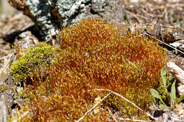 moss sporangia