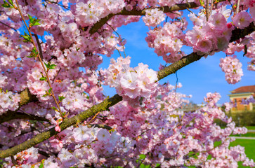 Spring blossoms, beautiful flowers with blue sky on  background
