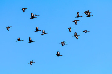 Flock of birds through the sunny autumn sky of intense blue.