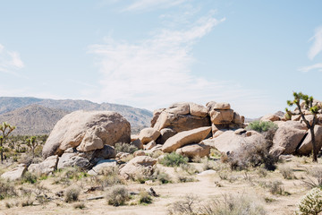 Desert Landscape
