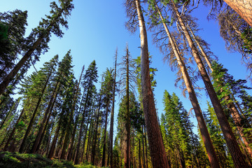 Forest of Sequoias, Yosemite National Park, California