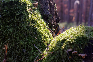 moss on a tree trunk
