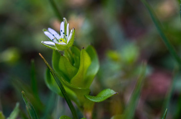 Obraz premium Tiny white green flower