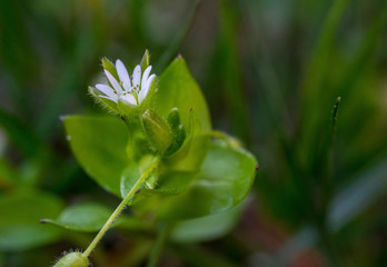 White green little flowers