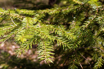 Norway spruce Picea abies