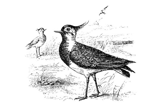 PEEWIT (Vanellus cristatus) - Vintage Engraved Illustration 1889