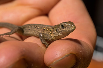 Tiny lizard