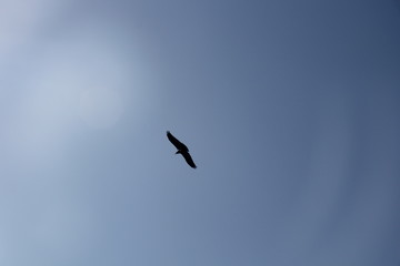 eagle in flight