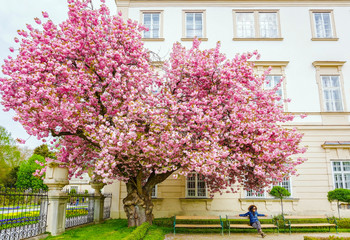 Woman enjoying springtime with view of beautiful pink blossoms 