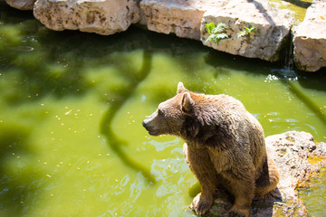 brown bear in water