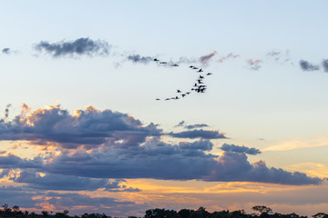 Flock of birds across the multicolored sky in the Brazilian autumn evening creates a beautiful setting that conveys peace.