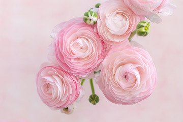 Fresh pink and white blooming ranunculus flowers, top view, close up, selective focus