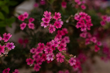 small spanish pink flowers