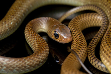 Ptyas korros, commonly known as the Chinese ratsnake or Indo-Chinese rat snake, is a species of...