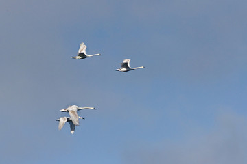 Flying swans