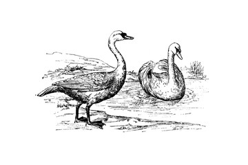 MUTE SWAN (Cygnus olor) - Vintage Engraved Illustration 1889