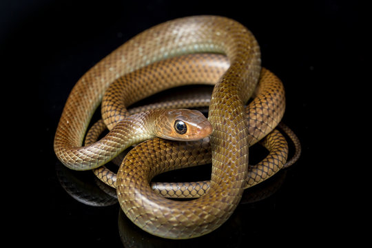 Ptyas korros, commonly known as the Chinese ratsnake or Indo-Chinese rat snake, is a species of colubrid snake endemic to Southeast Asia isolated on black background