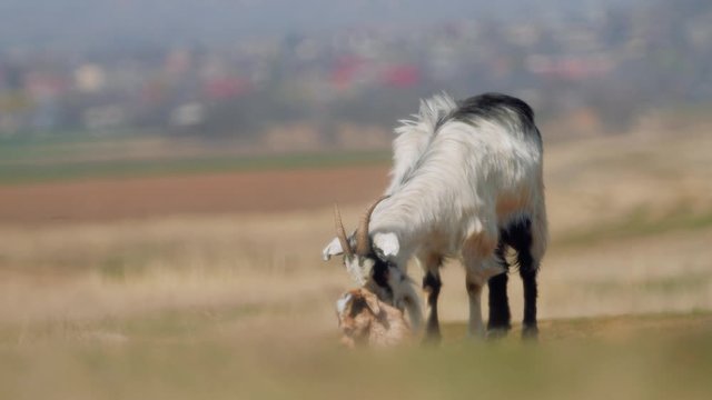 sheep and goats on field in spring