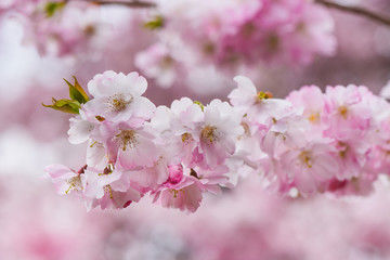 Background - sakura blooms in spring