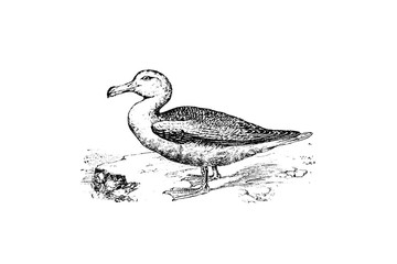 WANDERING ALBATROSS (Diomedea exulans) - Vintage Engraved Illustration 1889