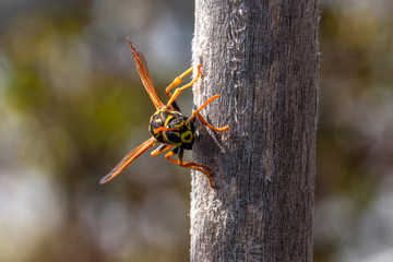 a wasp stands on a wooden stick