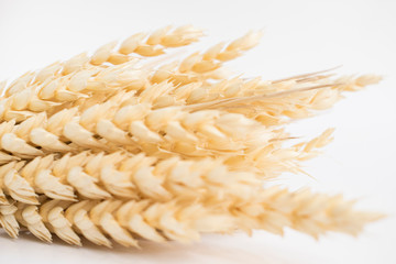 Oat spike isolated on bright background close-up. Bunch of ears.