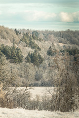 Beautiful winter forest landscape view with pines.  Vintage and retro style. 