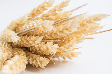 Oat spike isolated on bright background close-up. Bunch of ears.