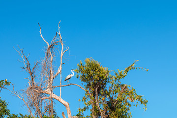 The beauty of the Brazilian flora and fauna provides a peaceful setting, with exuberant nature on a sunny autumn day.