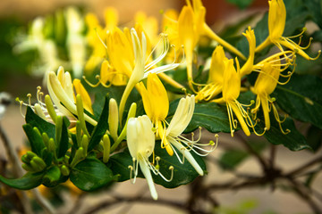 Curly jasmine blooms yellow,