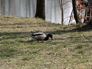 wild duck near lake