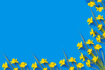 Set of beautiful yellow daffodils lie on blue background.