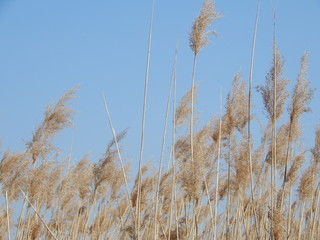 Obraz premium Reed