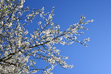 Blühender Baum im Himmel