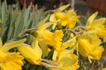 daffodils in the garden