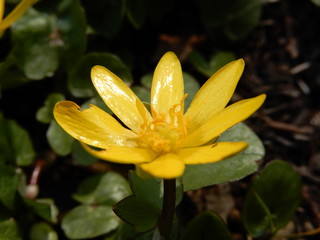 yellow buttercup