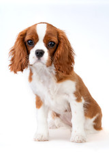Little dog Cavalier King Charles Spaniel