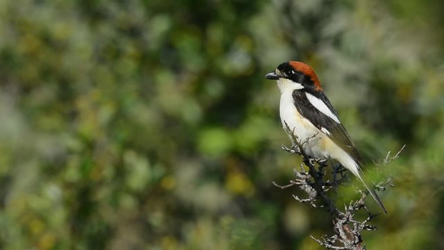 red-backed shrike (Lanius Collurio) in natural habitat