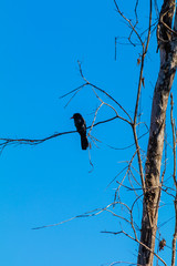 The beauty of the Brazilian flora and fauna provides a peaceful setting, with exuberant nature on a sunny autumn day.