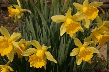 Obraz premium yellow daffodils in the garden