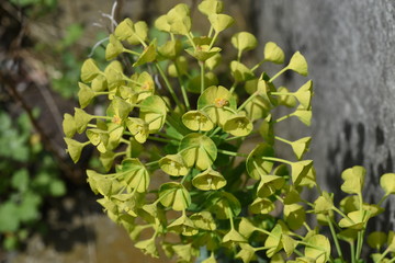 Obraz na płótnie Canvas Euphorbia characias subsp.wulfenii / Perennial color leaf plants.