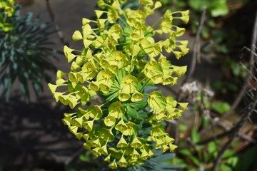 Euphorbia characias subsp.wulfenii / Perennial color leaf plants.