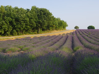 Fototapeta na wymiar lavender field in provence france
