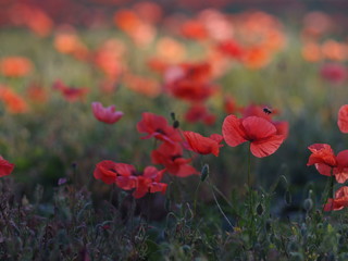 Obraz premium red poppies in a field